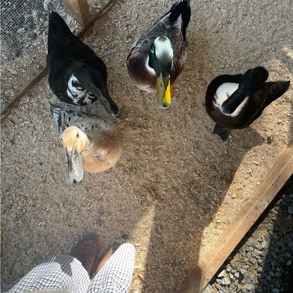 Meet your Posher, Mariah - Picture 9 of 12